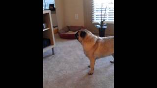 Pug Loves Geico Pig!