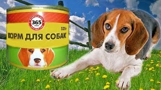 Попробовал собачий корм(Tried dog food)