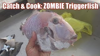 Catch & Cook 28: The ZOMBIE TRIGGERFISH