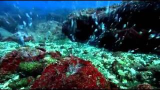 Galapados Adaları - Olağan Dışı Sualtı Bölüm 1-4