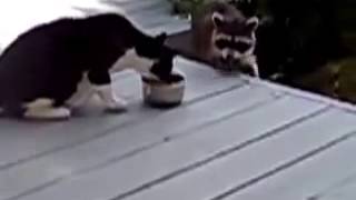 Waschbär stiehlt bei Kater