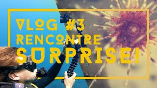 VLOG #3 PLONGER AVEC DES SCIENTIFIQUES. J'apprends des trucs!