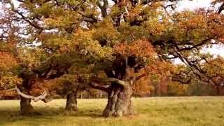 Autumn in Dyrehaven