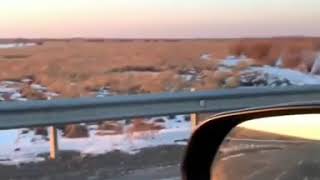 В Нанайском районе тигр больше месяца бродит по деревням и ест собак
