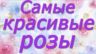 Красивые розы и красивая музыка для настроения. Ах, эти розы Красивые видео открытки