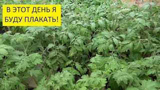 Грустные новости о моей рассаде томатов. Ольга Чернова