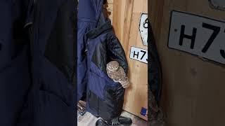 В моей куртке завелась сова! #shorts