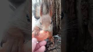 Хорошая белочка / Good squirrel