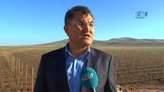 Taşlı tarladan servet kazandı