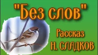 Самый интересный рассказ о воробьях "Без слов" (Н. СЛАДКОВ)
