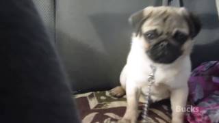 Мопс Баксик поет в машине [Singing dog in the car]