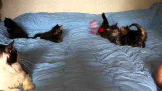 Котята Норвежской Лесной Кошки и Кот Космо