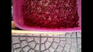 Chinicuiles Worms Maguey