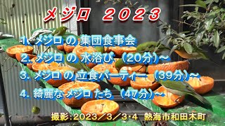 メジロ ７６分すべて出演　メジロ２０２３　集団食事会・水浴び・立食パーティー・綺麗なメジロたち