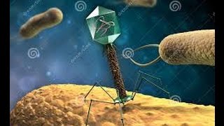Шугайло А.В. Лечение рака - бактериофаг. Treating cancer - bacteriophage.
