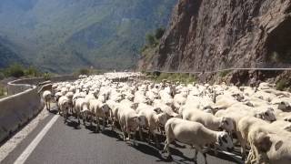 Ovejas transumancia casa Pubill