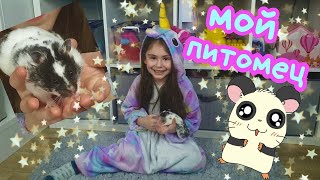 СИРИЙСКИЙ ХОМЯК ШУСТРИК?МОЙ ПИТОМЕЦ ИГРАЕМ И РАЗВЛЕКАЕМСЯ