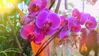 ??? РАЙСКИЕ ОРХИДЕИ. PARADISE ORCHIDS