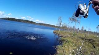 Карелия. Лето. Много рыбы не мало. Полная версия.