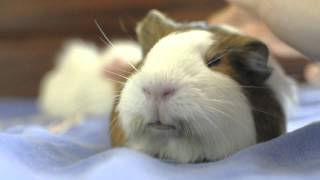 Relaxed guinea pig