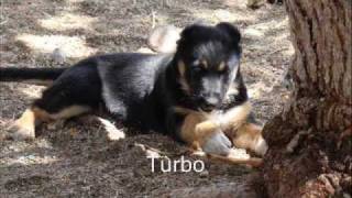 Orphaned Puppies - New Homes, New Lives