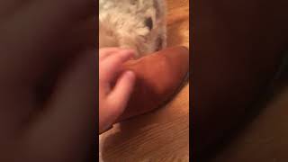 Dog humper