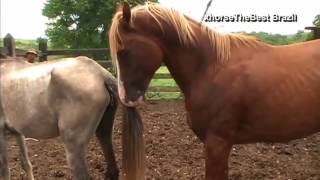 Wild Animal Mating Metal of Horses mating