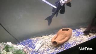 Funny moments (Hypostomus Plecostomus)
