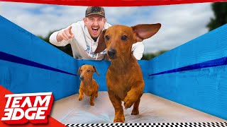 The Puppy Olympics Challenge!!