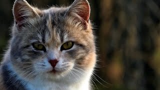 very cute cat living on the street