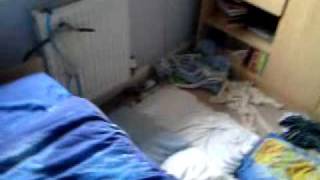 mr t hates mummyfication