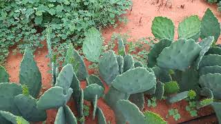 Plantação de palma depois das chuvas.