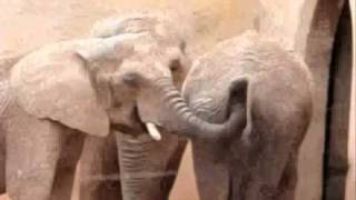 2 girls 1 cup or 2 elephants 1 cup