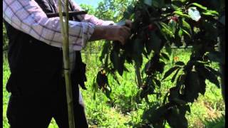 Cooperativa Ephedra, coltivatori di ciliege.Talenti e Territori