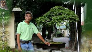32 Years old Tamarind / Bonsai Art in Pampanga