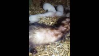 Ferret polecat kits handling prey drive