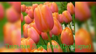 Tulip Dordogne (Тюльпан Дордогне)