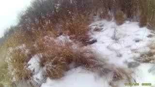 сезон 2017-2018 Русская Пегая Гончая!!!начало охотничьей карьеры))))охота на зайца с Русской гончей!
