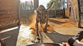 Calling A Cheetah To Dinner | BIG CAT Comes RUNNING FULL SPEED When Called | Eats From Hand Fed Food