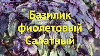 Базилик обыкновенный. Краткий обзор, описание характеристик, где купить рассада Салатный