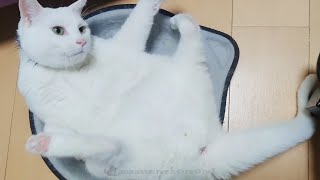 白猫のあくび ネコ踏んじゃった=^・^= #cat #ねこ #catlover