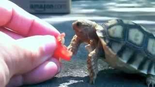 Super cute little turtle eats a tomato in my hand
