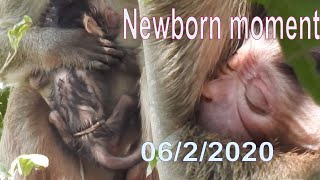 06/2/2020, One more Newborn today at the morning in Charlie group, Congratulations Jayda gave birth