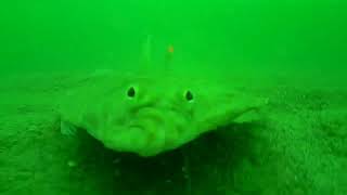 Fladfisk Sejerøbugten sommer 2019