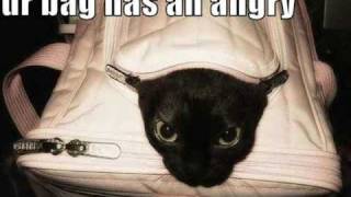 Kitty Cat Song - With I can Has Cheezburger pics