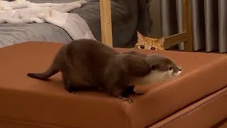 猫と陣地取りに負け、飼い主に泣きつき飼い主の服の中に住み始めるカワウソ Otter cries for its owner and begins to live in its clothes