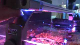 LED