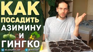 Как посадить Азимину и Гинкго Билоба?
