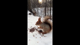Две белки кушают орешки / Two squirrels eat nuts