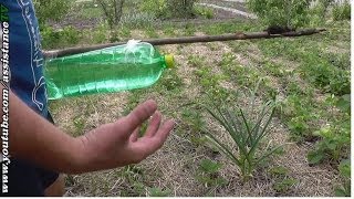 Капельный полив своими руками для дачи без затрат / Сделай сам